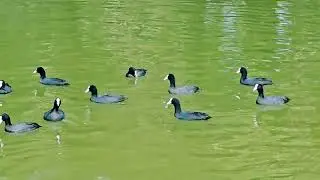 Kapi Muni Sarowar Shri Kolayat Ji Bikaner Swimming Ducks Chandra Prakash