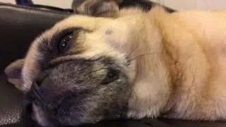4k Pug Vader Snore