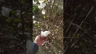 Магнолия в средней полосе.