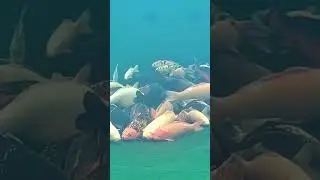 Пруд возле Дома/Всё своими Руками/Весёлая компания