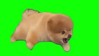 Dog Barking | Green Screen