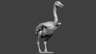 Goose Body Sculpting - Zbrush 2022 Study