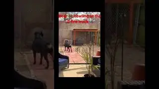Rottweiler howls every time fire truck 🚒 or ambulance 🚑 drives by