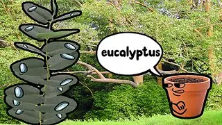eucalyptus