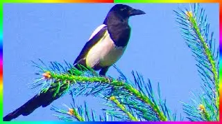 Сороки интересные птицы Птицы зимой 🐦❄️