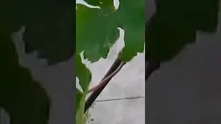 Замена рукавов на винограде. Жирующие побеги .