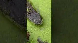 Дочка кормит аллигаторов