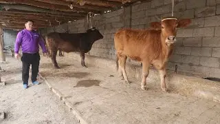 BOGOZ GUNOJINLAR SOTILADI ☎️902052128 ноября 2025 г. Богоз гуножинлар сотилади 
