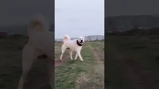 Top 3 Most Dangerous Dog Breed in the world wide 👹 