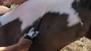 Masterclip Hunter Heavy Duty Horse Clipper