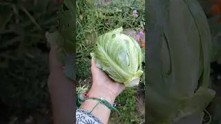 Когда не нужно ходить в магазин😋 