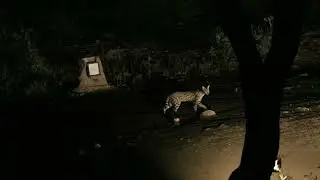 Discover the Hidden Secrets of Kenya's Lentorre Lodge Waterhole: Serval Cat