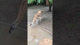 Хитрый конь притворился ламой #animals #животные