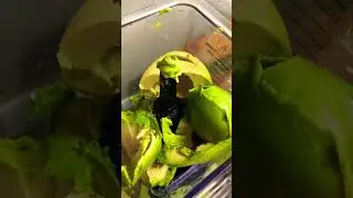 How To Make Ultimate Avocado Ice Cream pt1 #shorts #viral #trending #food #avocado #icecream #yummy