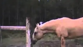 Парень бежит от коровы