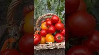 How to prevent tomato cracking? 如何预防番茄裂果