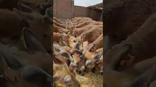 Animal Feeding