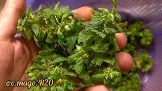 2 ciclos com uma planta (colheita (