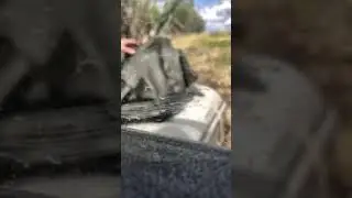 Мэр в Югре может лишиться свободы на 2 года за незаконный вылов 3 осетров