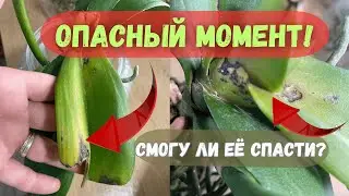 Опасная гниль у орхидеи Big Lip Ubangi: удаляю лист, спасаю точку роста