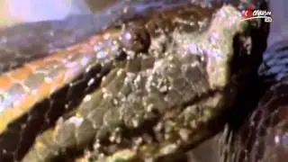 Das wilde Sumpfland Südamerikas Reportage über Südamerika Teil 1