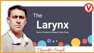 Larynx Anatomy | V Shiksha | How  Sound Produce in Human | Voice Producer |