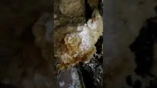 Плесень. Грибок.