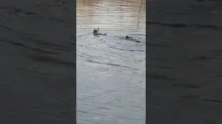 Ловят рыбу под водой.