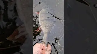 #fishing #catchandrelease #perch #lure #youtube #youtubeshorts #shorts