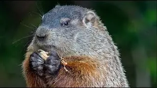 QUÉ PASA CON LAS MARMOTAS