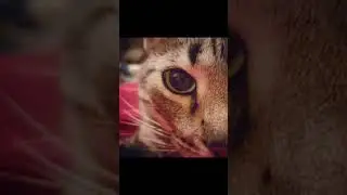 jax mi niño