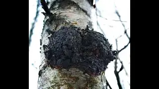 Обработка Чаги перед сушкой!