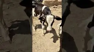 ternero bebé , bienvenido a mi granja #short #baby #cow