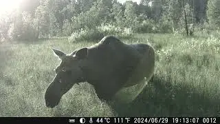 20240628 лосиху гонят в лес тучи слепней
