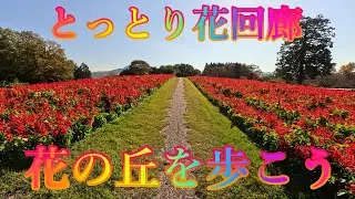 紅葉の季節 11月16日 日曜 晴れ 寒い朝 