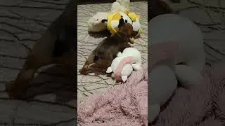 #французскийбульдог