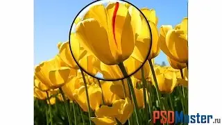 Как увеличить участок изображения в фотошопе