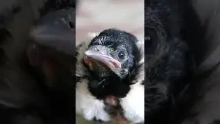 запомни это лицо 