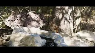Nature sounds of October (no talk, no music)
