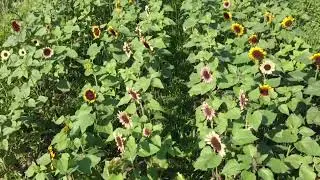 Drone Footage on Loop from our Sunflower Fields 2021