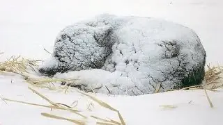 Trying to help a frozen dog, people discovered something else...