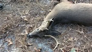 FLORIDA PUBLIC LAND BIG BUCK DOWN SADDLE HUNTING