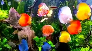 ДИСКУСЫ-ЯРКИЕ и КРАСИВЫЕ АКВАРИУМНЫЕ РЫБЫ|Aquarium  Discus🐠Relax🐠💛🧡❤️💚