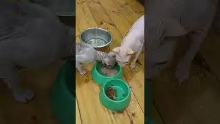 Кошки едят с одной тарелки 