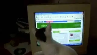Cat chasing ball on the screen