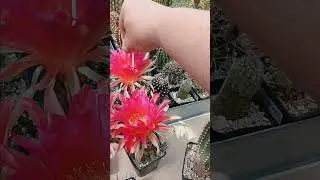 Опыление Кактусов..