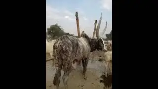 Bor cattle camp . Thon Makuei-nyang e Gal #africa @south Sudan