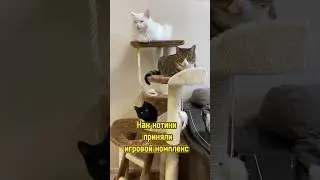 Как котики приняли игровой комплекс 😸 