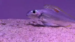 Xenotilapia nigrolabiata red princess WF