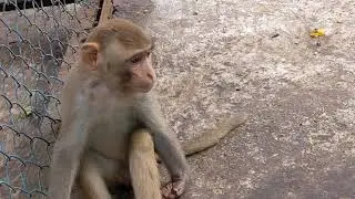 Monkey || Monkeys Life || Animals Life